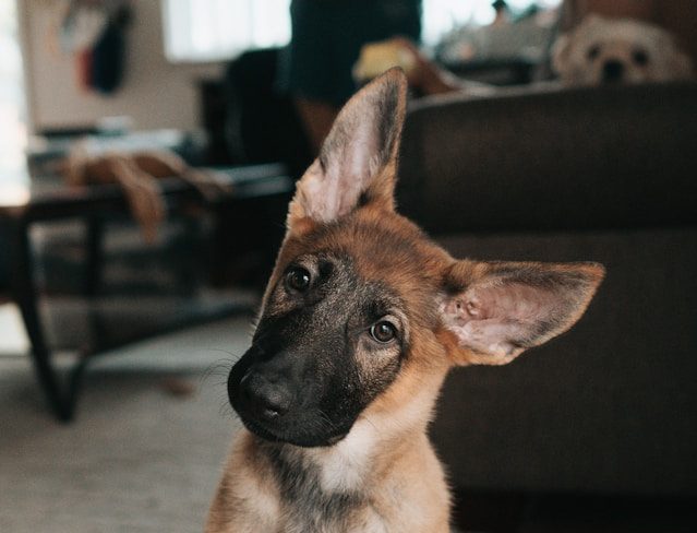 How to Choose Your Ideal German Shepherd Puppy